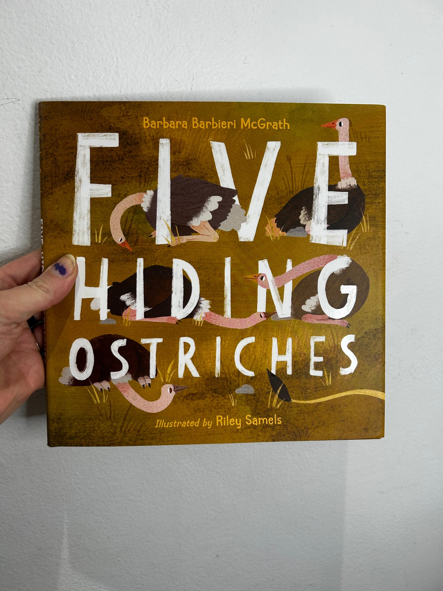 Five hiding ostriches