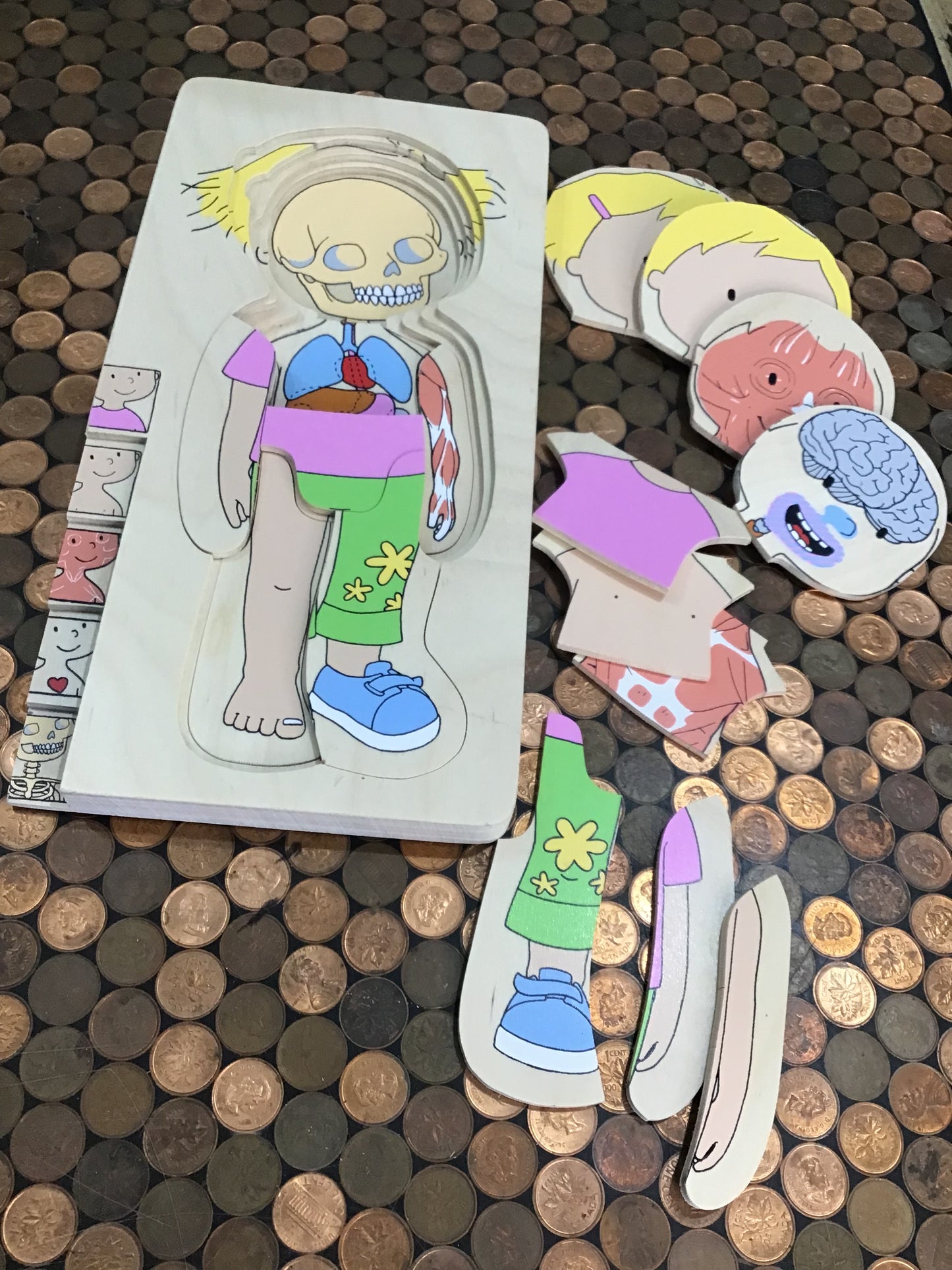 German-made anatomy and body parts puzzle