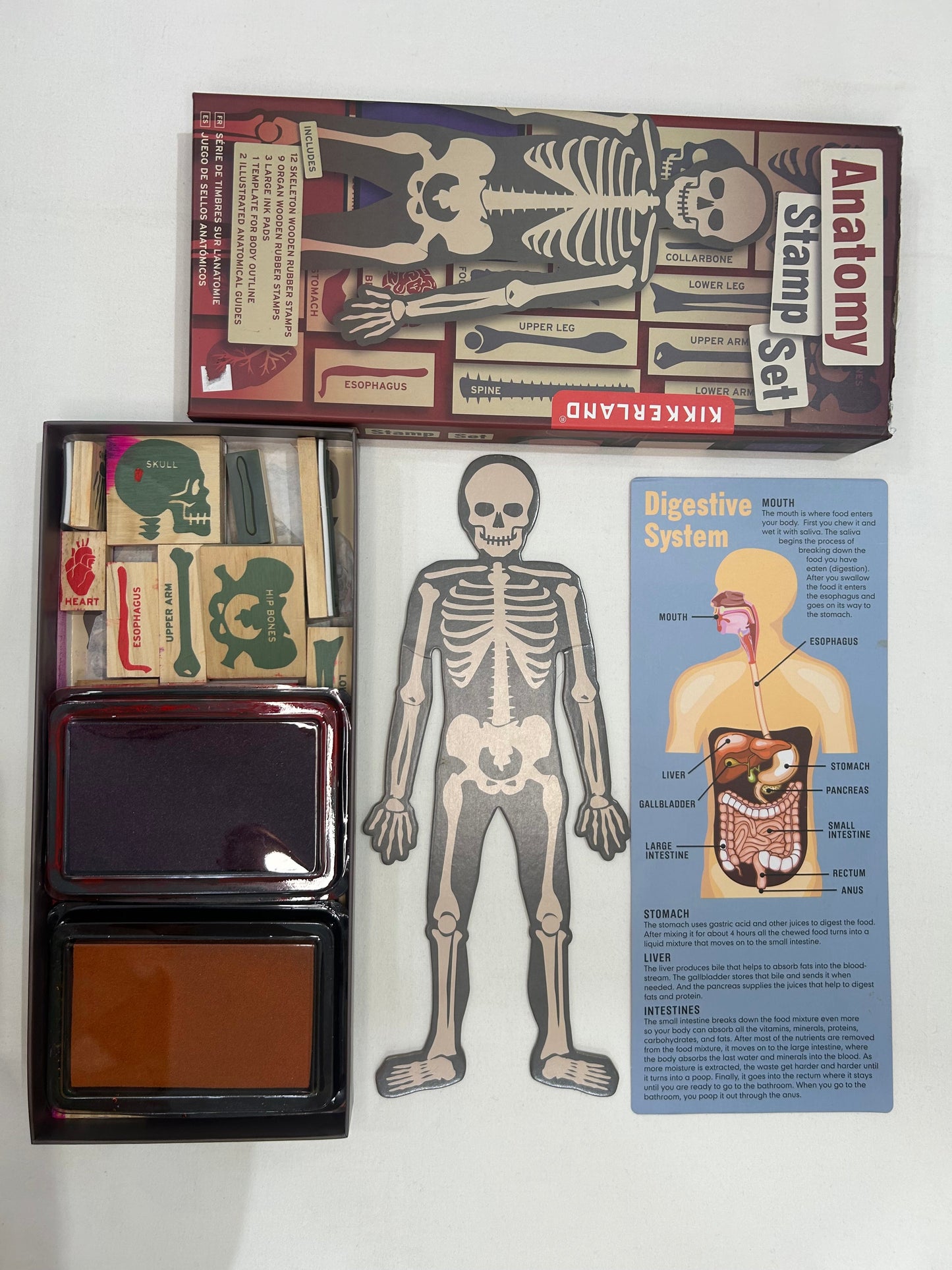 Anatomy stamp set