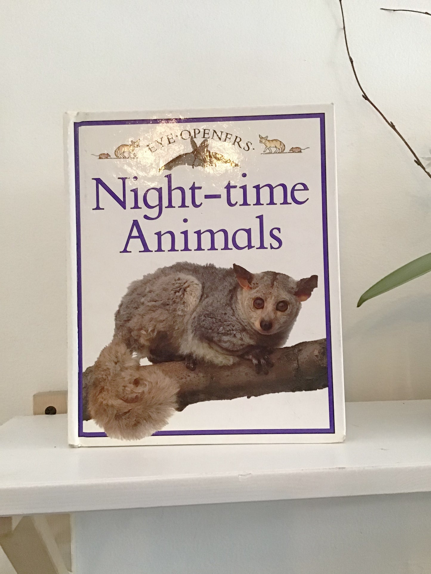 Night Time Animals